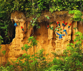 Manadas de loros en el lado arcilla del río Tambopata