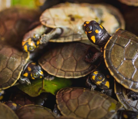 Taricayas en el Río Amazonas