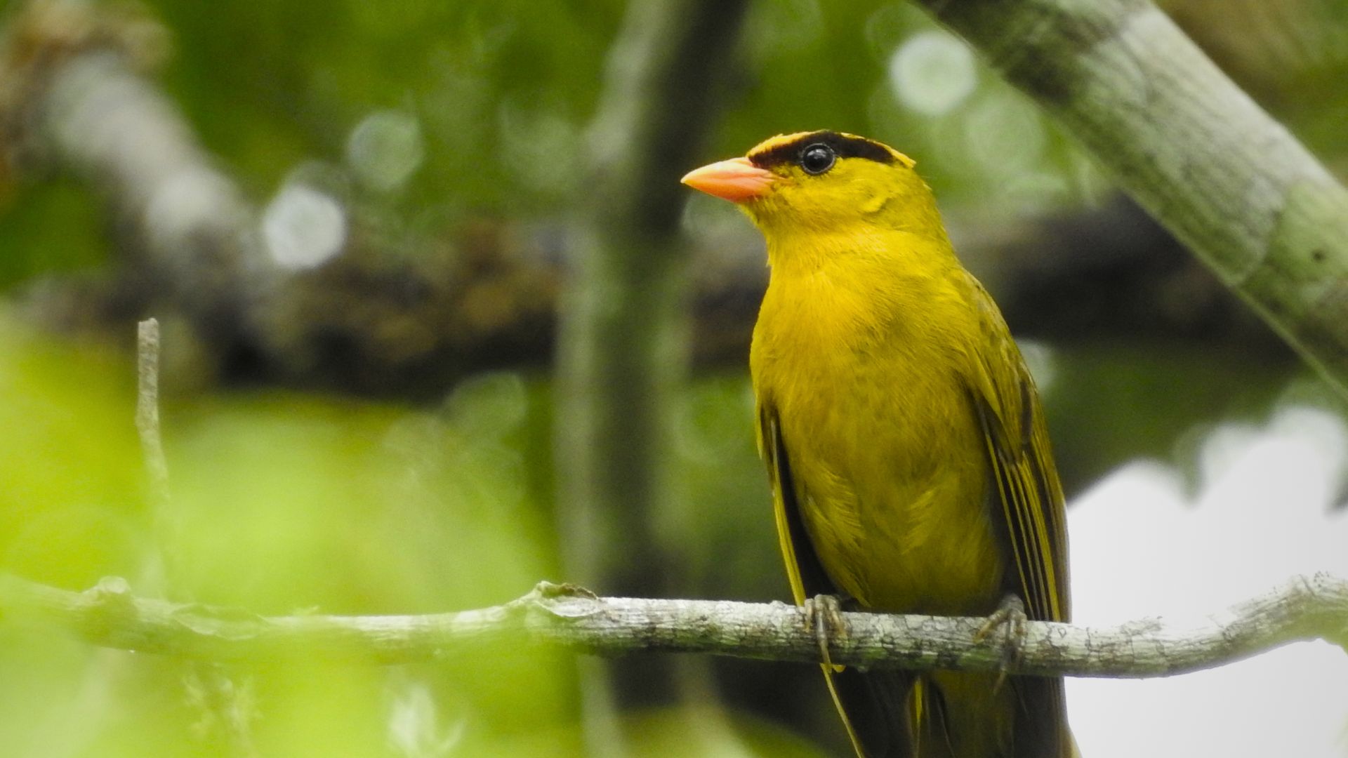 Inti Tanager
