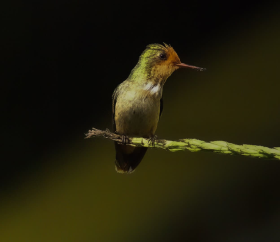 Coqueta crestirrufa, Parque Nacional del Manu