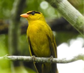 Inti Tanager