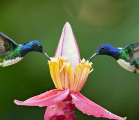 Beija flor de nuca branca