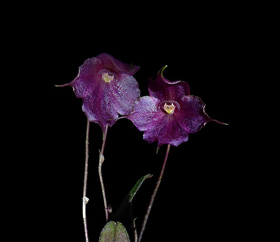 Brachionidium montieliae L. Valenz