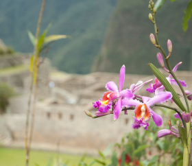 Flora en Machu Picchu