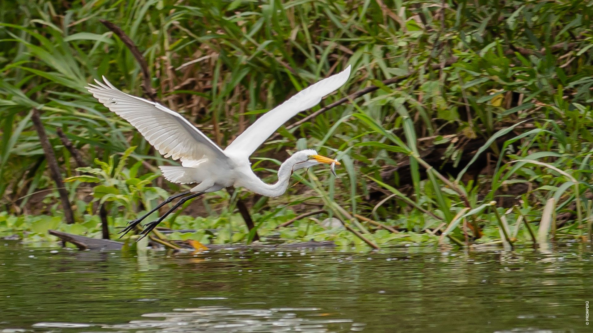 Great egret, Loreto