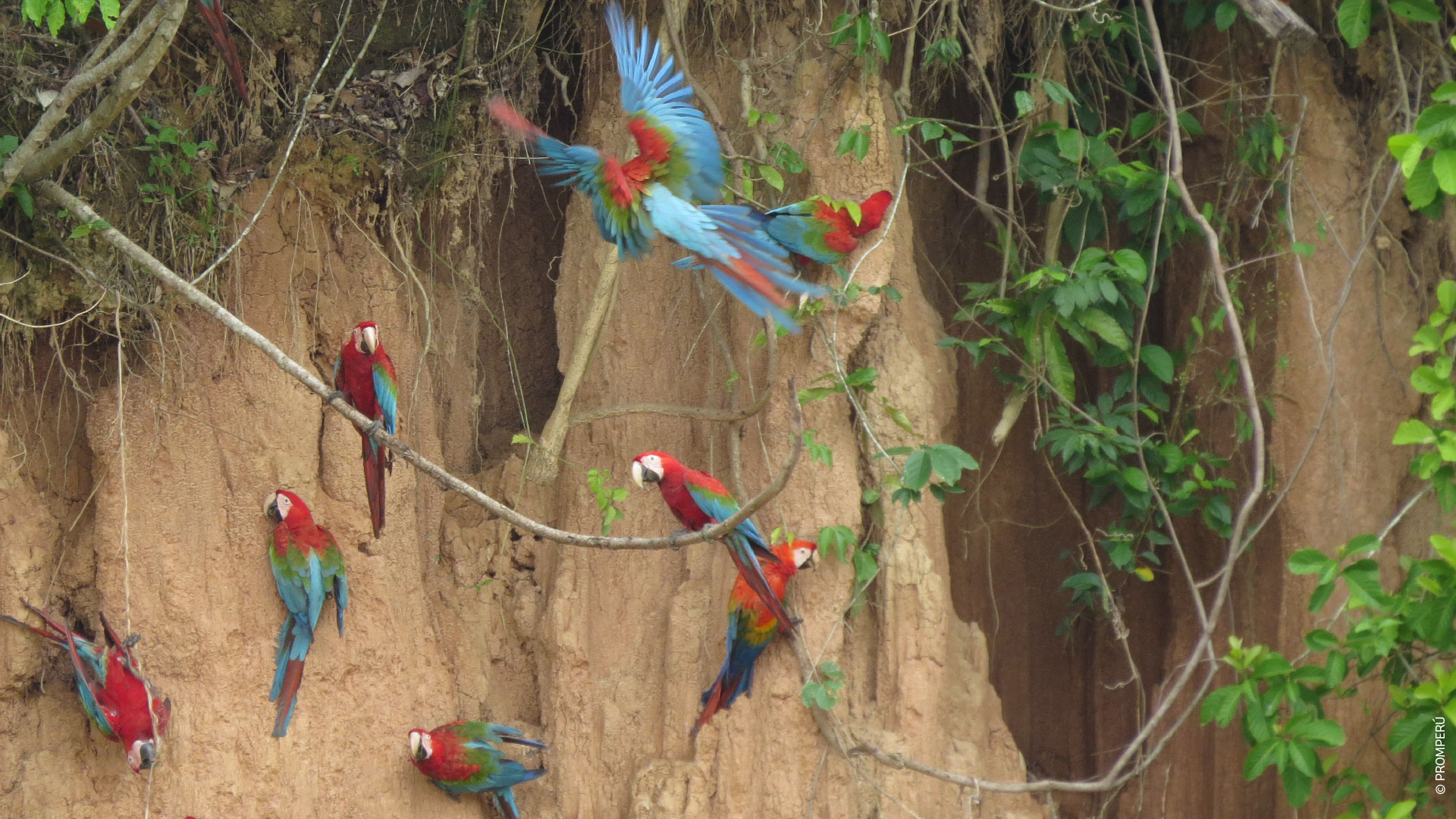 Collpa dei Ara Chuncho, Madre de Dios / ©PROMPERÚ