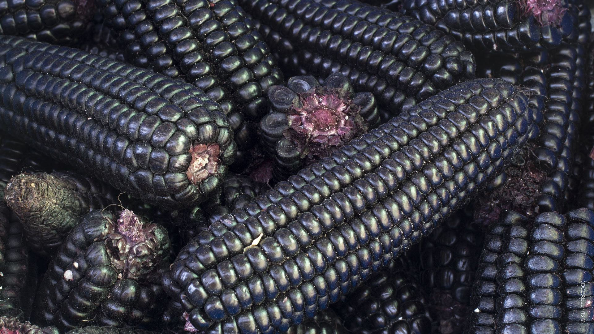 Milho roxo / ©SHUTTERSTOCK