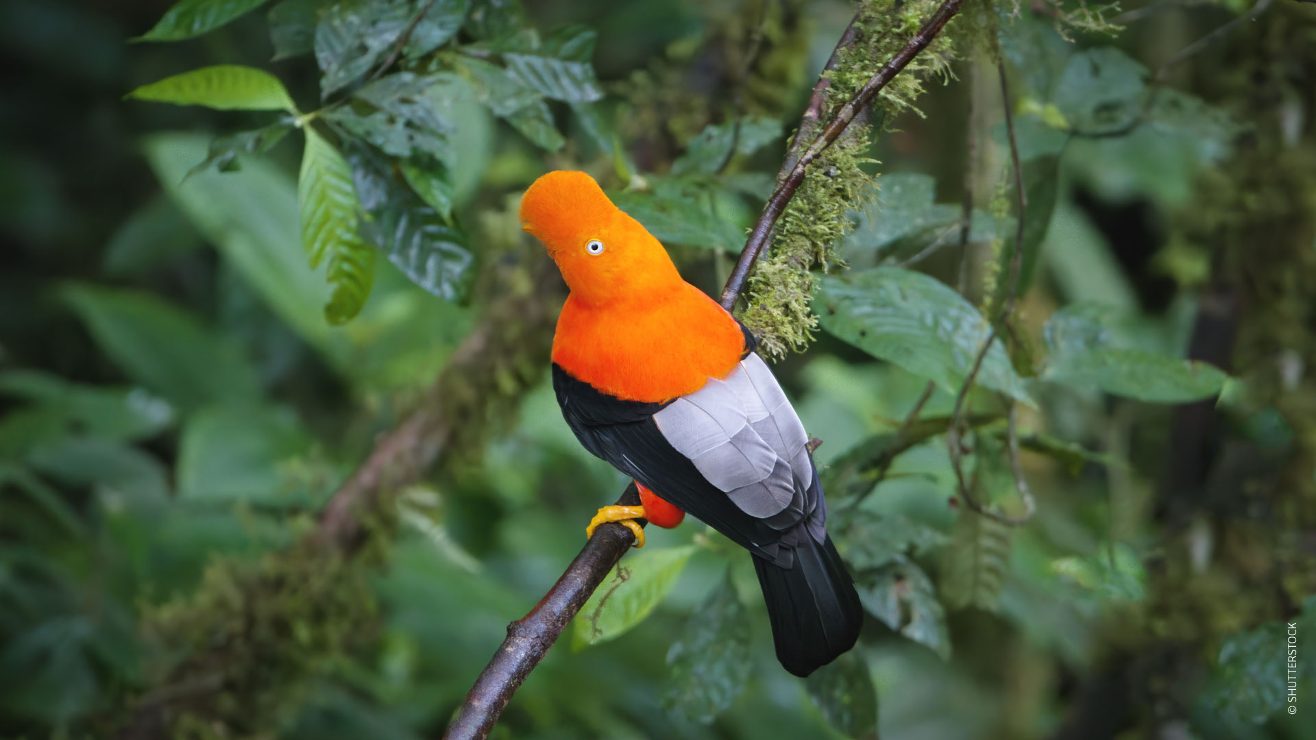 マヌー国立公園でアンデスイワドリを観察 / ©SHUTTERSTOCK