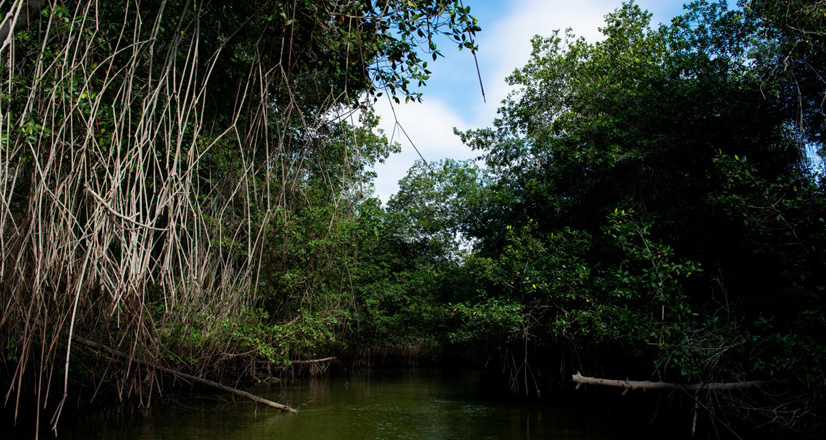 Descubre toda la belleza de los Manglares de Tumbes