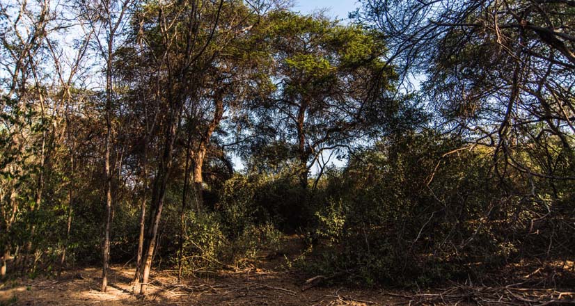 Caroubiers situés dans le territoire des Bosques de Pomac 