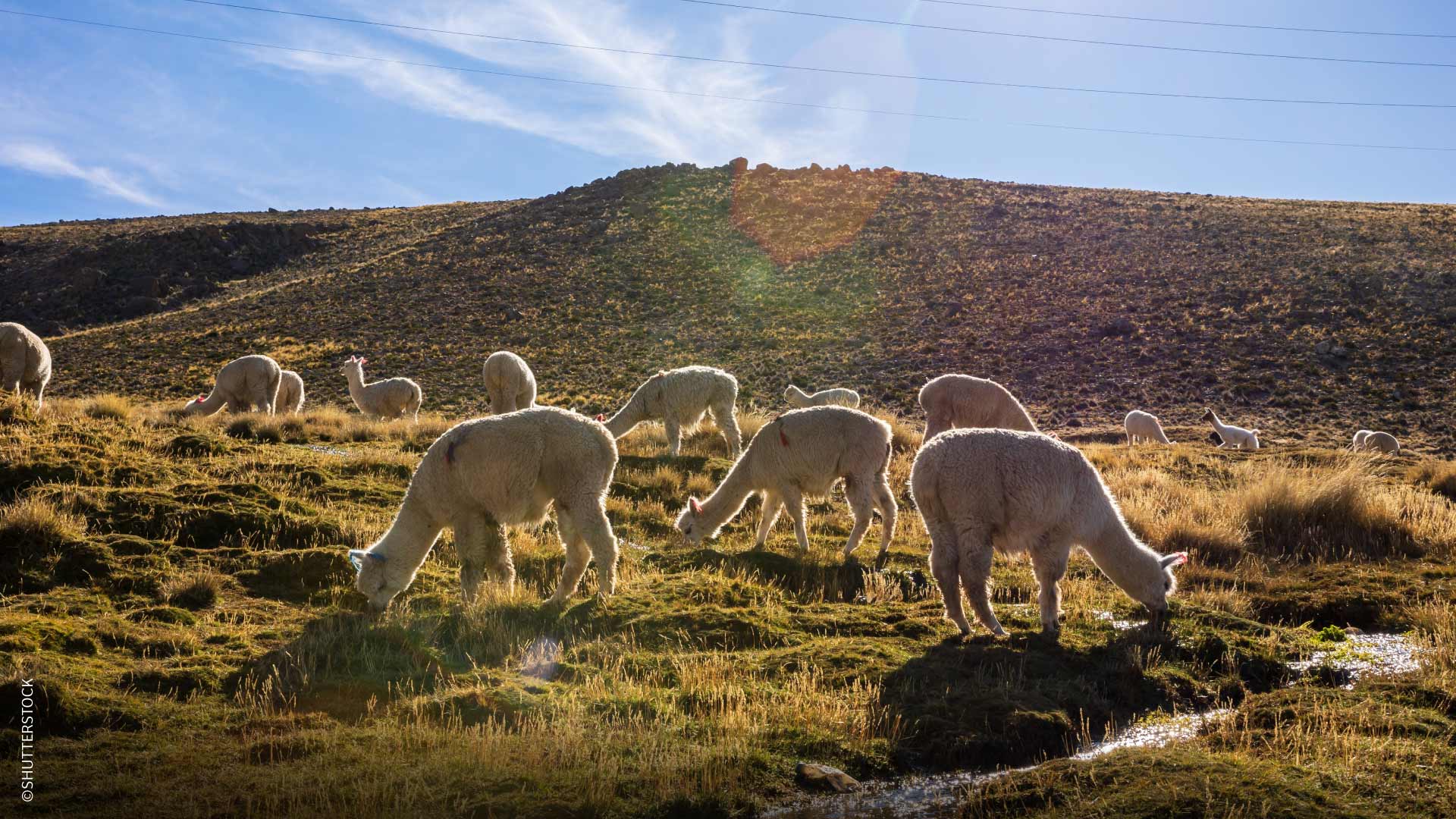 Alpacas pastando no campo, Arequipa, Peru. / © SHUTTERSTOCK