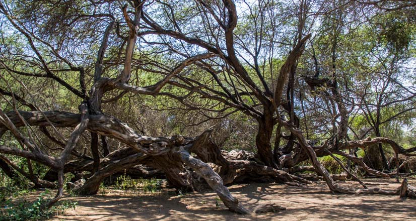 Arbre ancien situé dans les Bosques de Pomac
