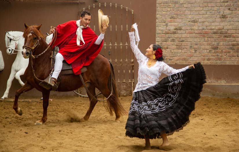 Caballo de paso, raza de origen peruano que enamora al mundo