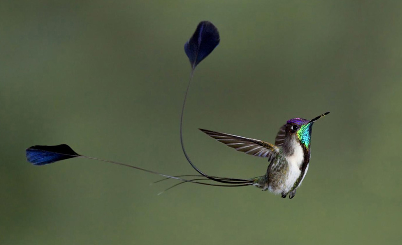 Colibrí cola de espátula, el ave más hermosa del mundo, endémica del Perú Colibrí cola de espátula, el ave más hermosa del mundo, endémica del Perú