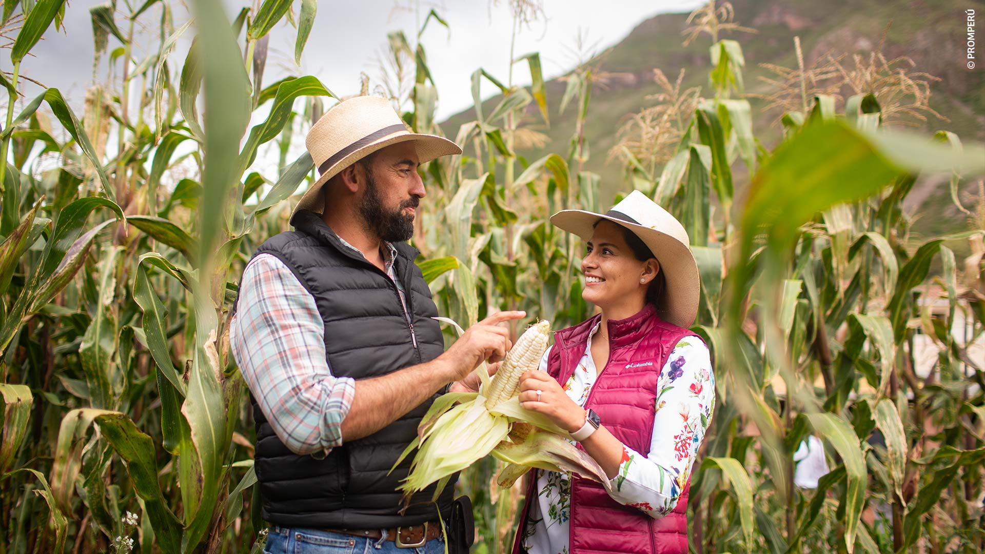Cultivo de maíz gigante de Cusco en la Hacienda Sarapampa