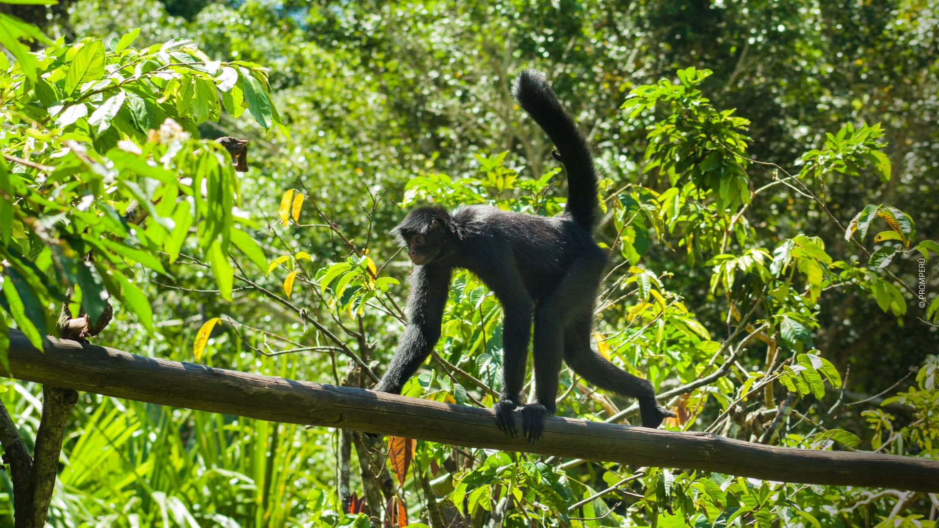 Faune de l’Amazonie péruvienne / © PROMPERÚ