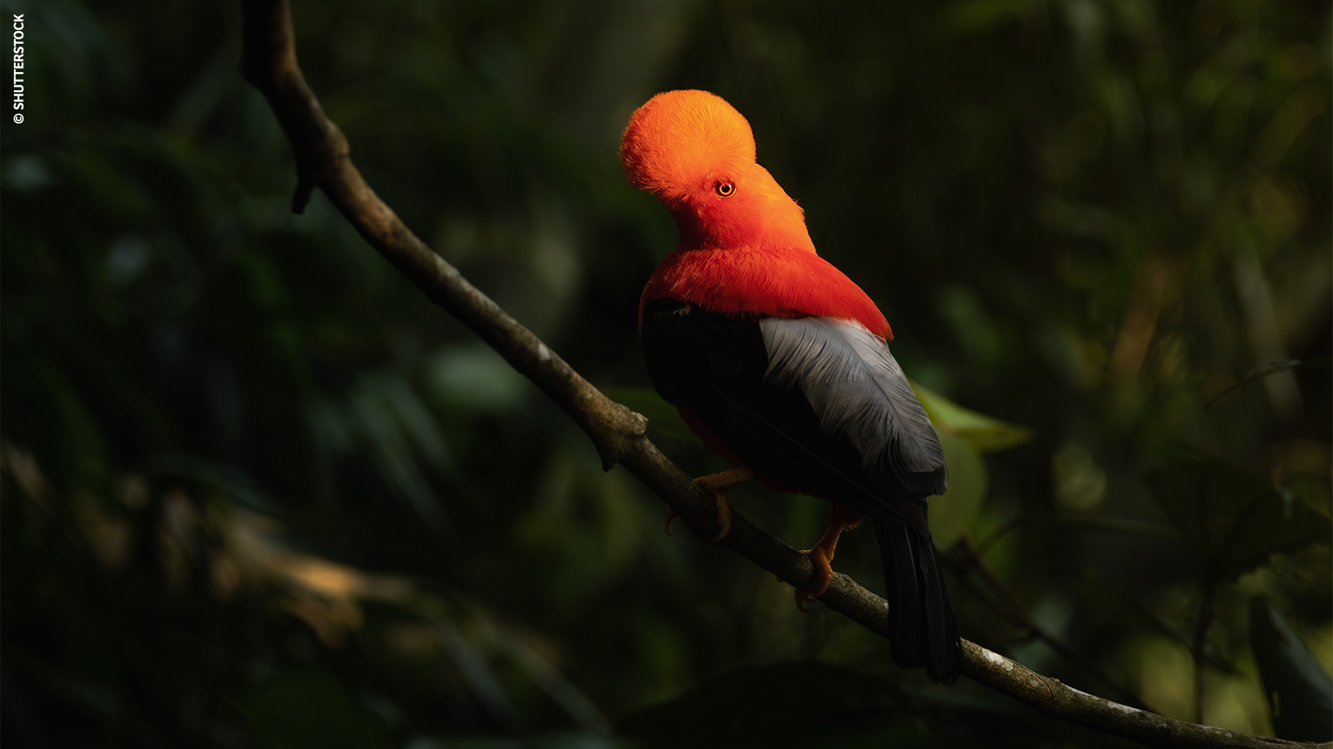Cock-of-the-rock, the Peruvian national bird. / © SHUTTERSTOCK