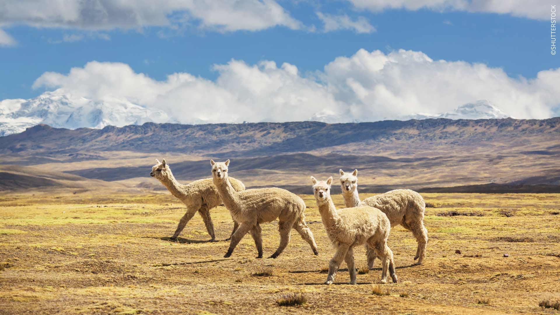 A herd of alpacas in the Peruvian Andes