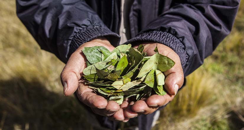 Los mayores consumidores de la coca colombiana están en Estados Unidos. Foto: Shutterstock.   