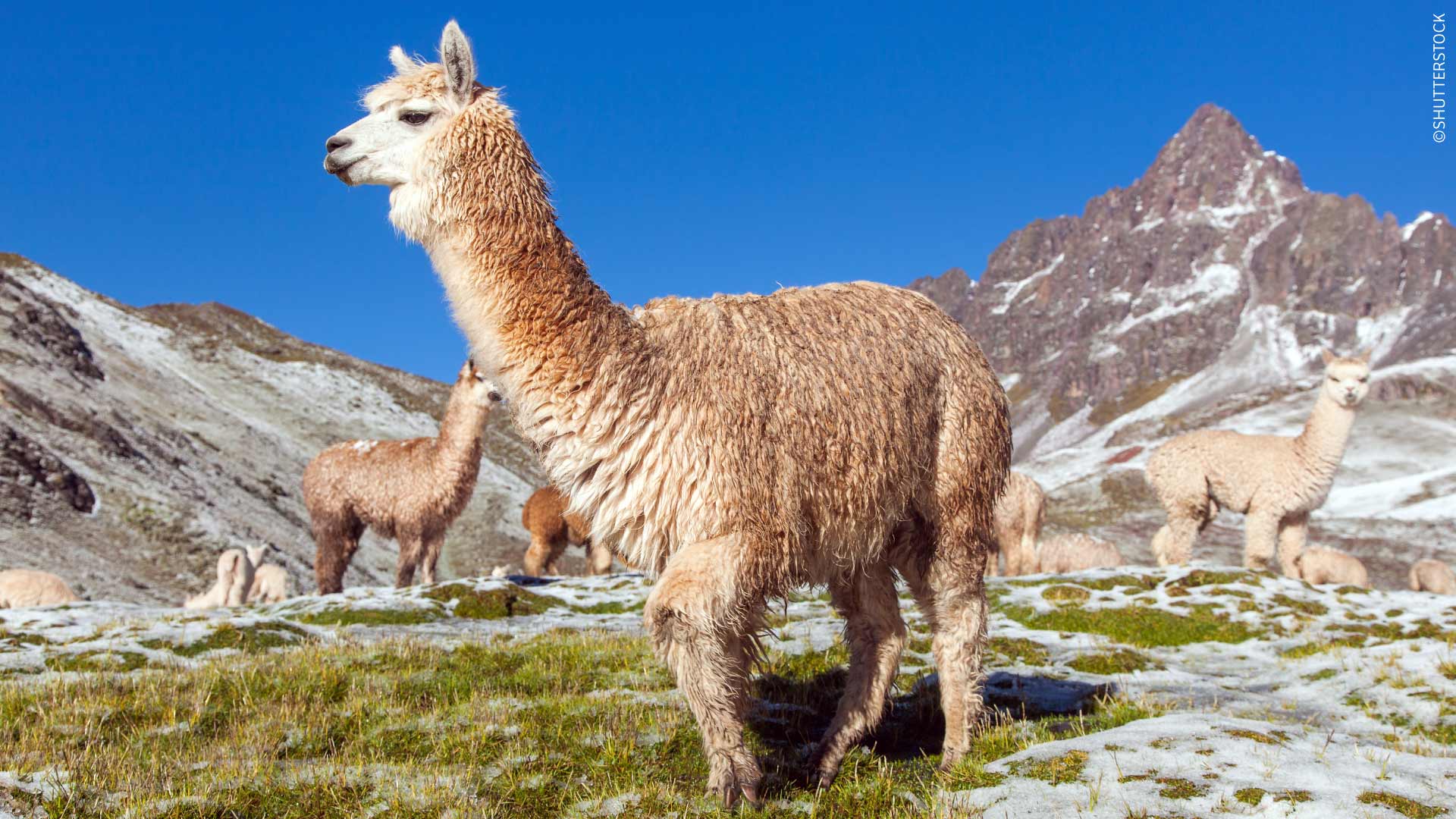 A herd of llamas in the Peruvian Andes