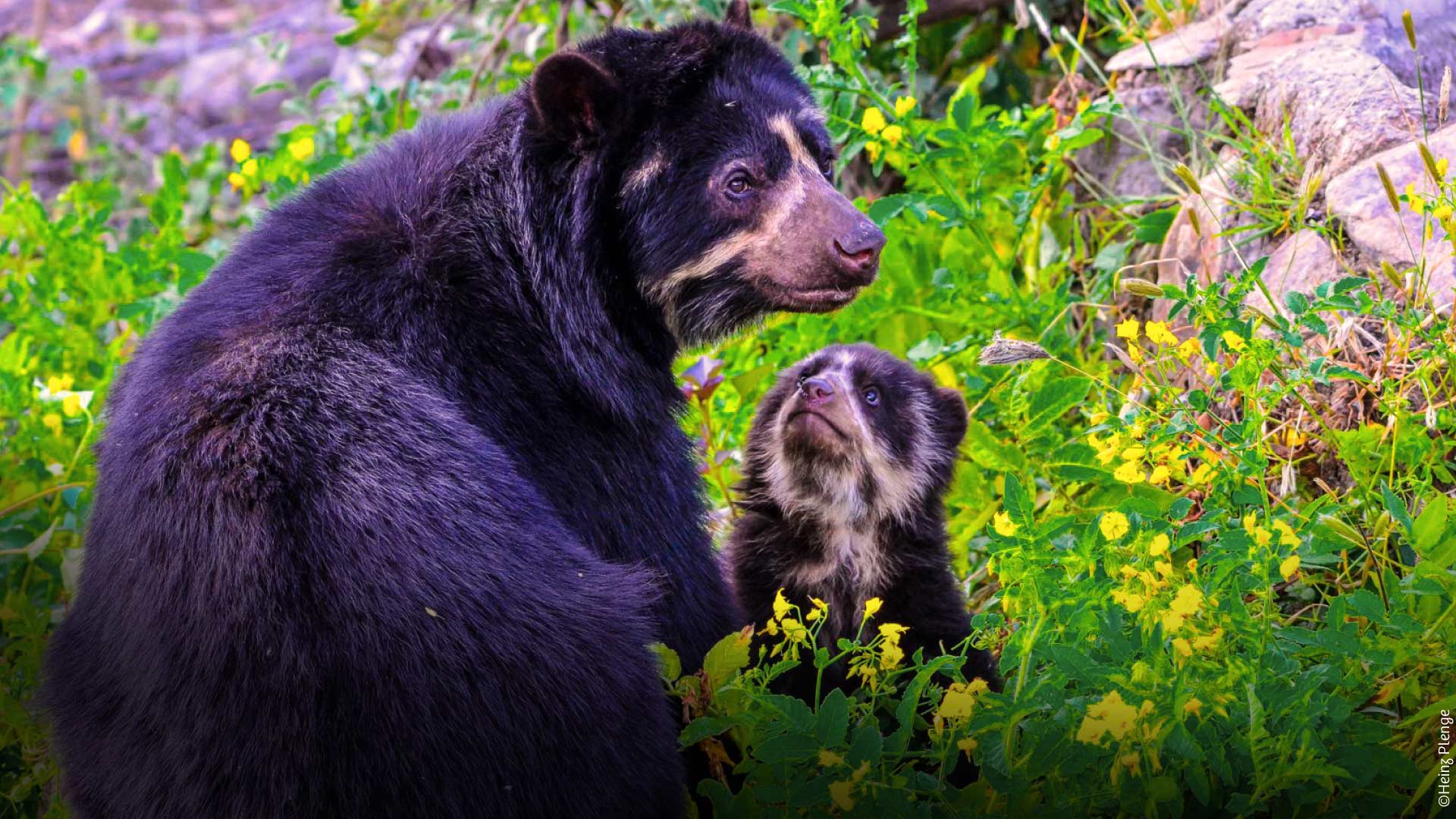 Madre oso de anteojos y su cría en reserva ecológica de Chaparrí. / ©Heinz Plenge