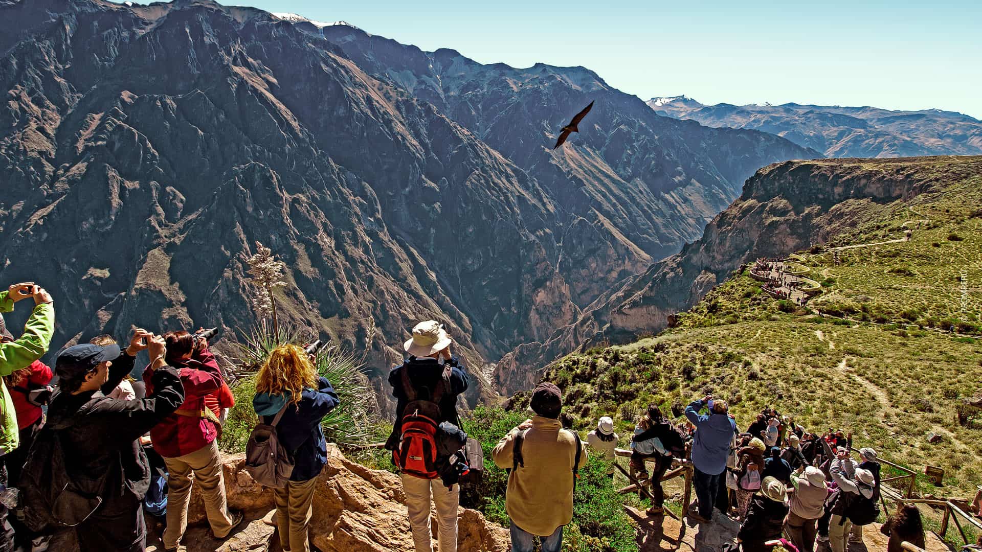 Volo del condor andino. © PROMPERÚ