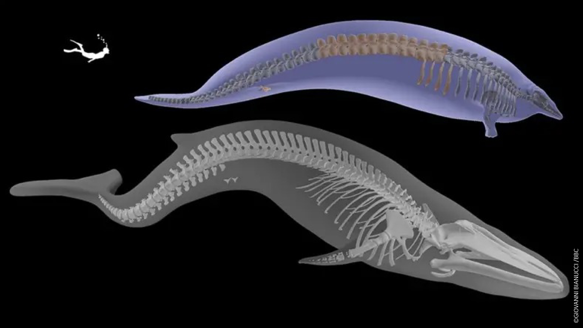 イカのオクカヘで発見されたペルセトゥス・コロッスス。/ © GIOVANNI BIANUCCI / BBC