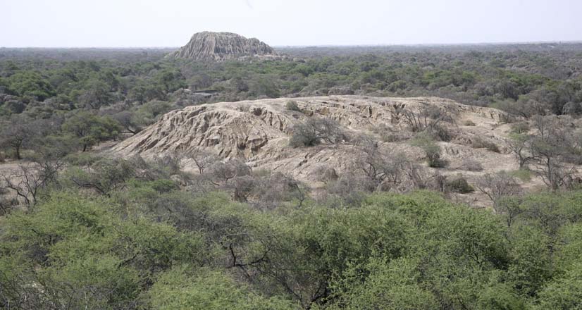 Vue panoramique des Bosques de Pomac, à Lambayeque