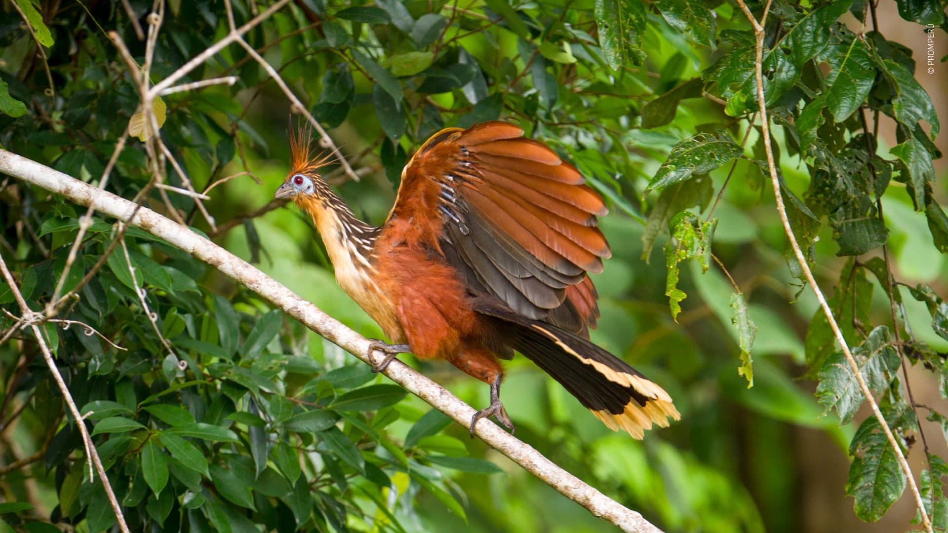 Lo shansho, noto anche come hoatzin / ©PROMPERÚ