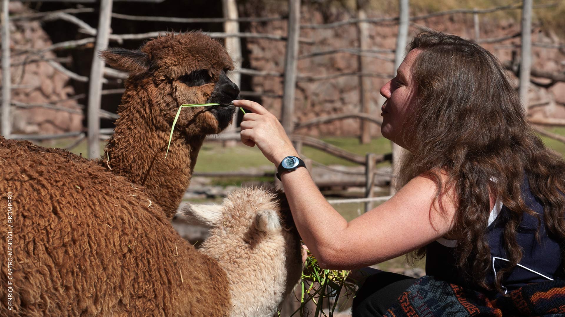 Turista alimentando uma alpaca em Awana Kancha, Cusco. / © PROMPERÚ