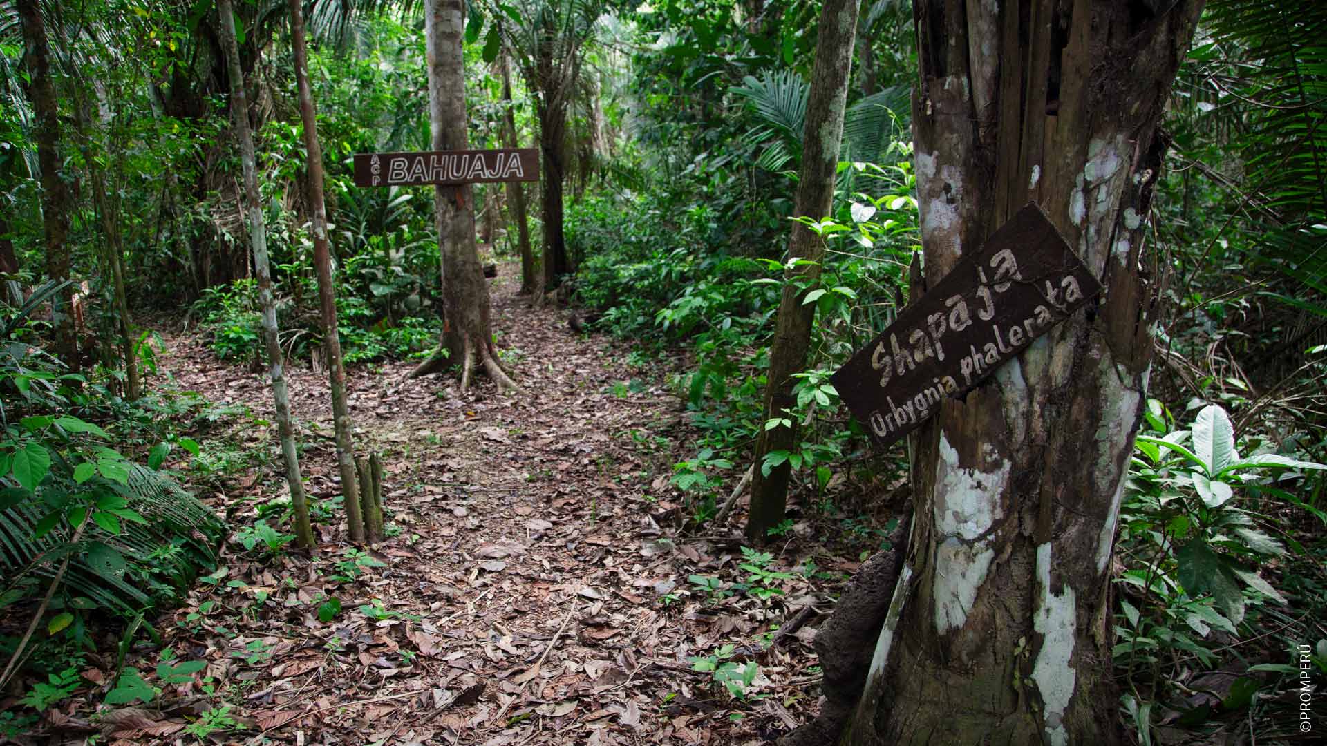 Medicinal plants area in the Tambopata National Reserve, Madre de Dios, Peru. / ©PROMPERU