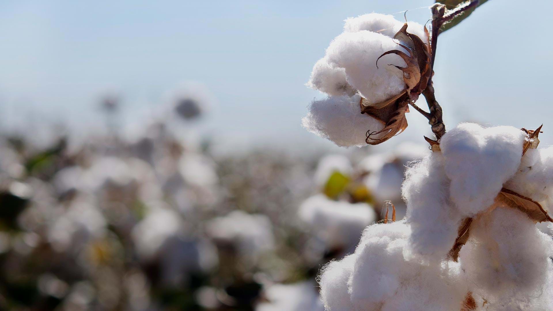 Cotton harvest