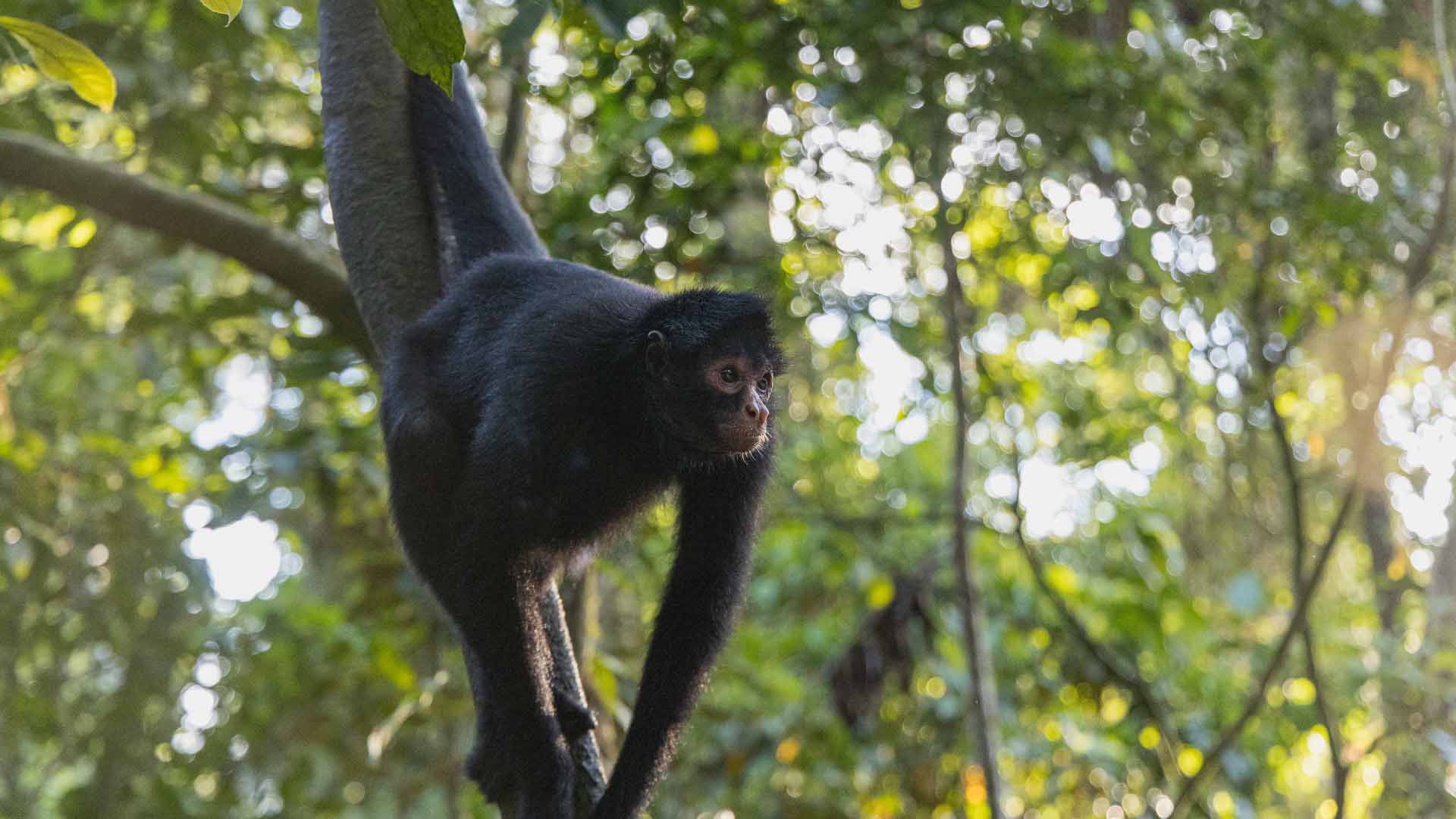 Monkey Island