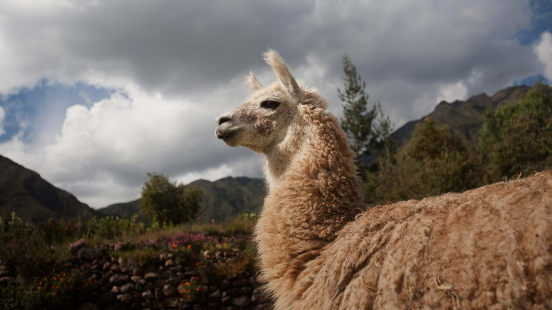 Centro ecoturístico Mundo Alpaca