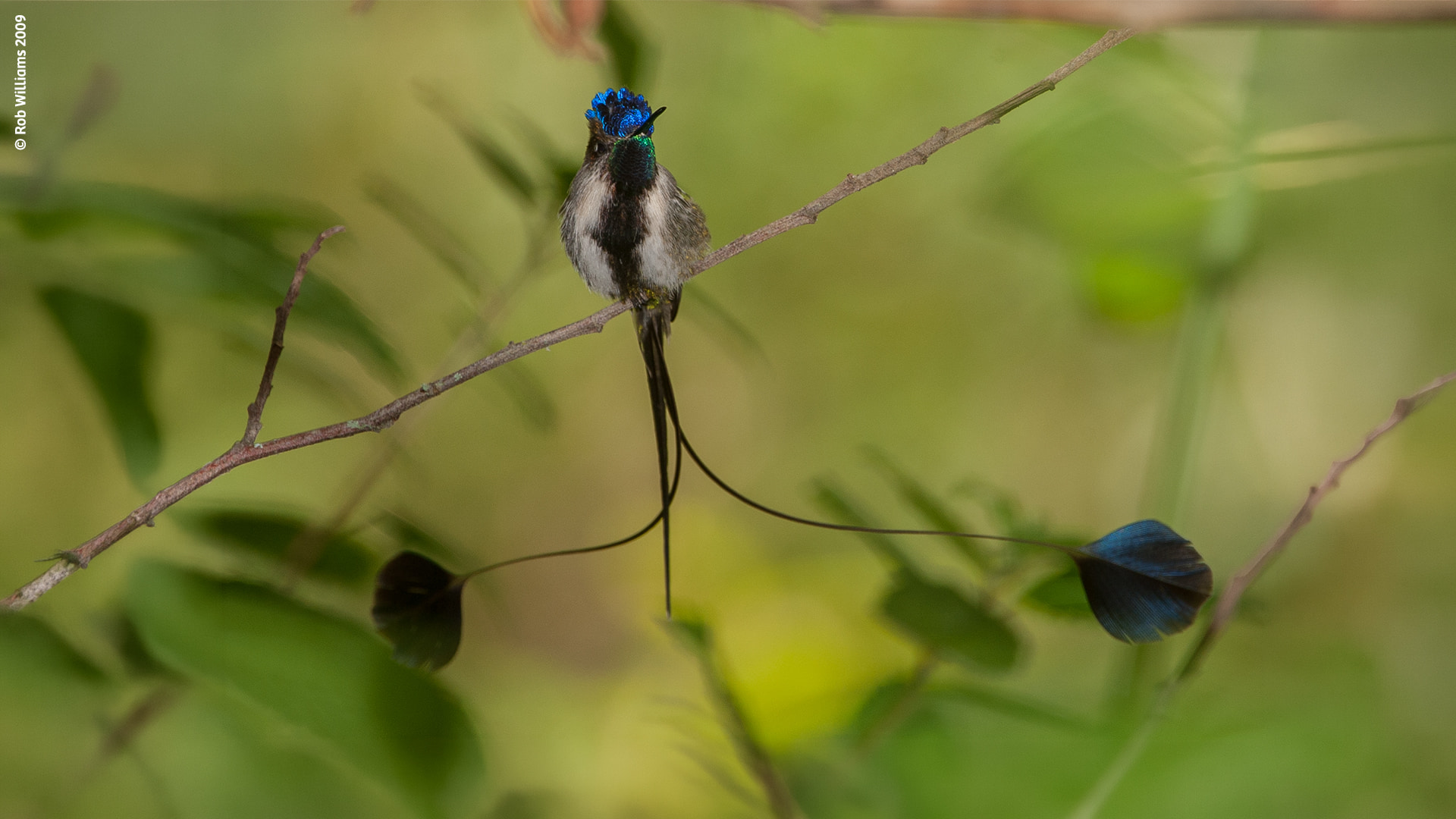 Marvelous spatuletail hummingbird