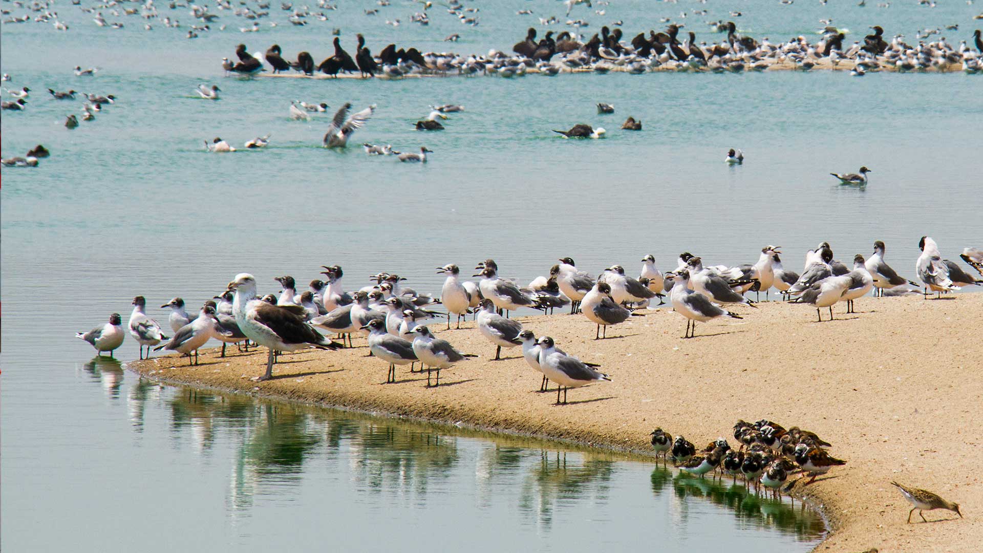 Migratory birds in the Pantanos de Villa Wildlife Refuge, in Lima.
