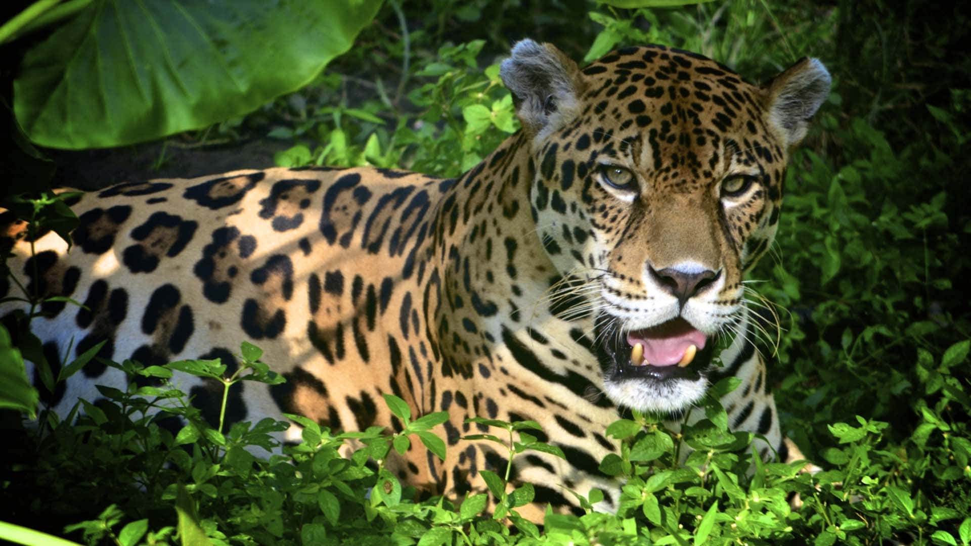 Jaguar in Iquitos