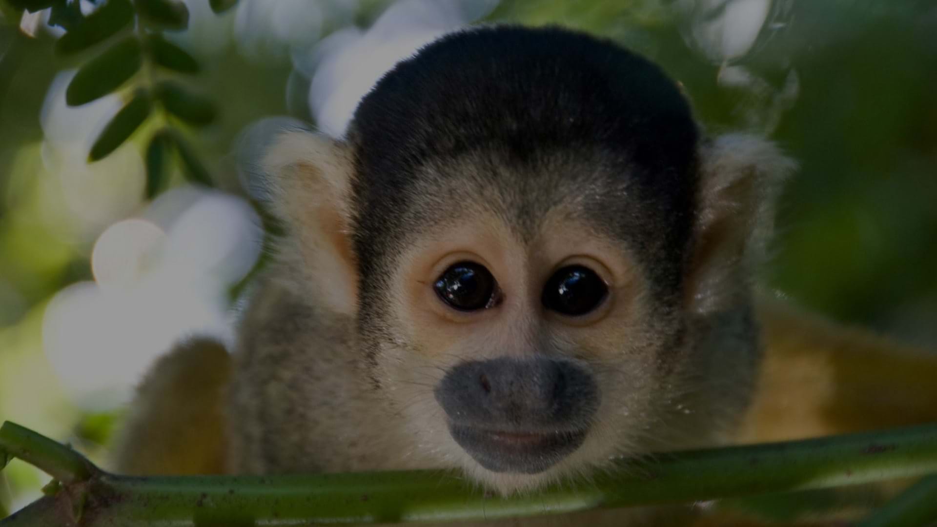 Mono en Iquitos