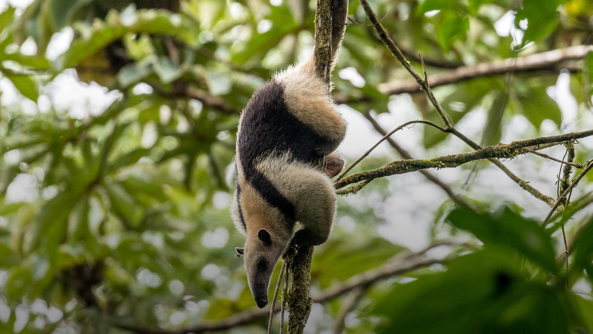 Oso hormiguero