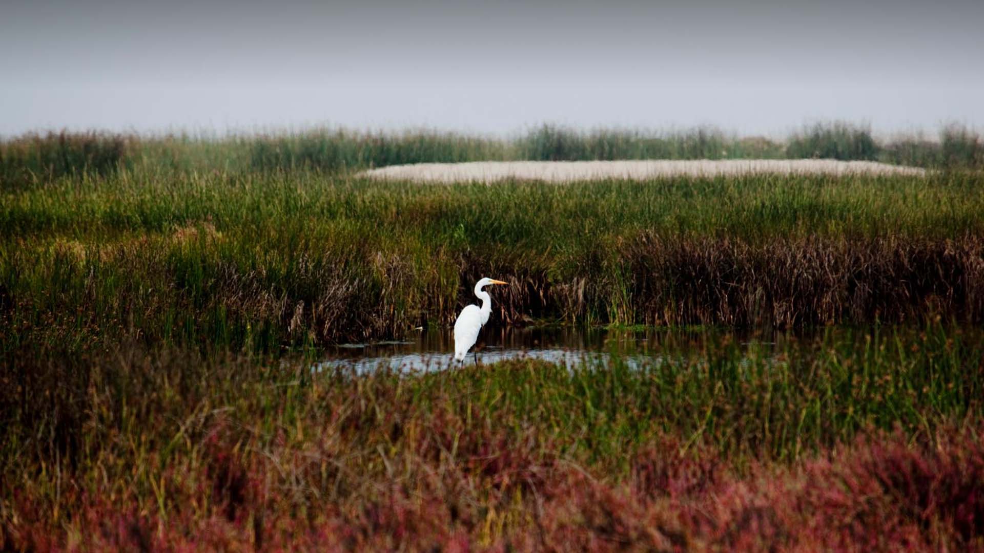Garza Blanca en Humedales de Ventanilla