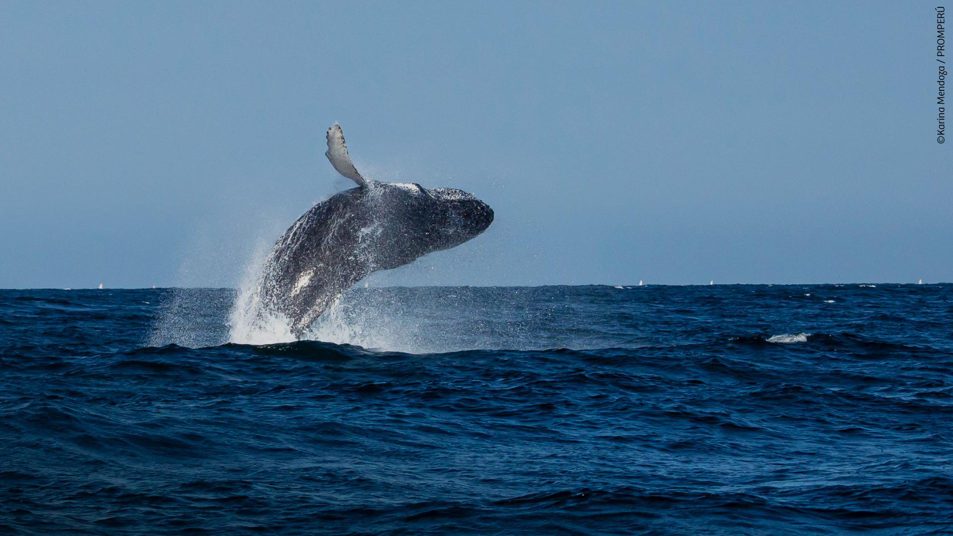 Avistamiento de ballenas, Piura.