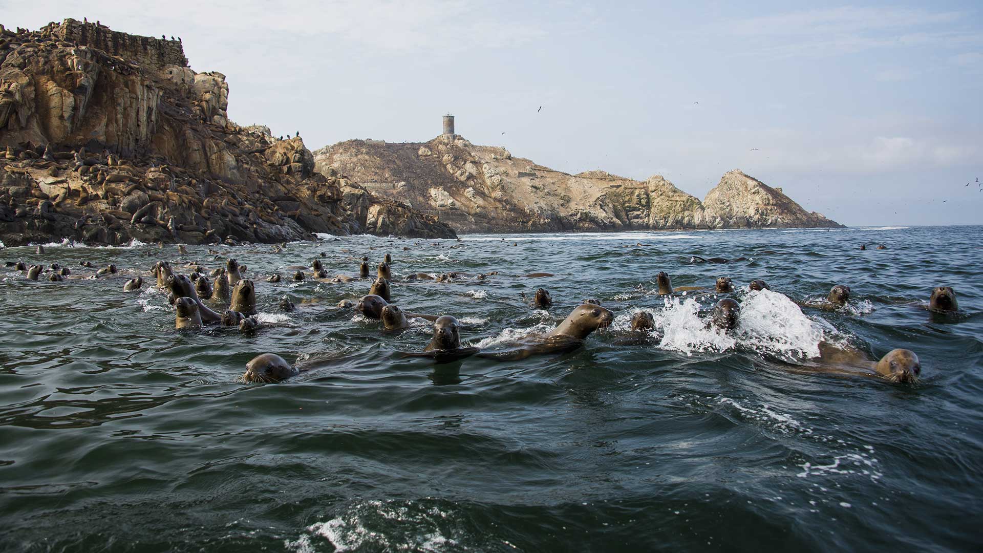 paracas-pacifico-ds