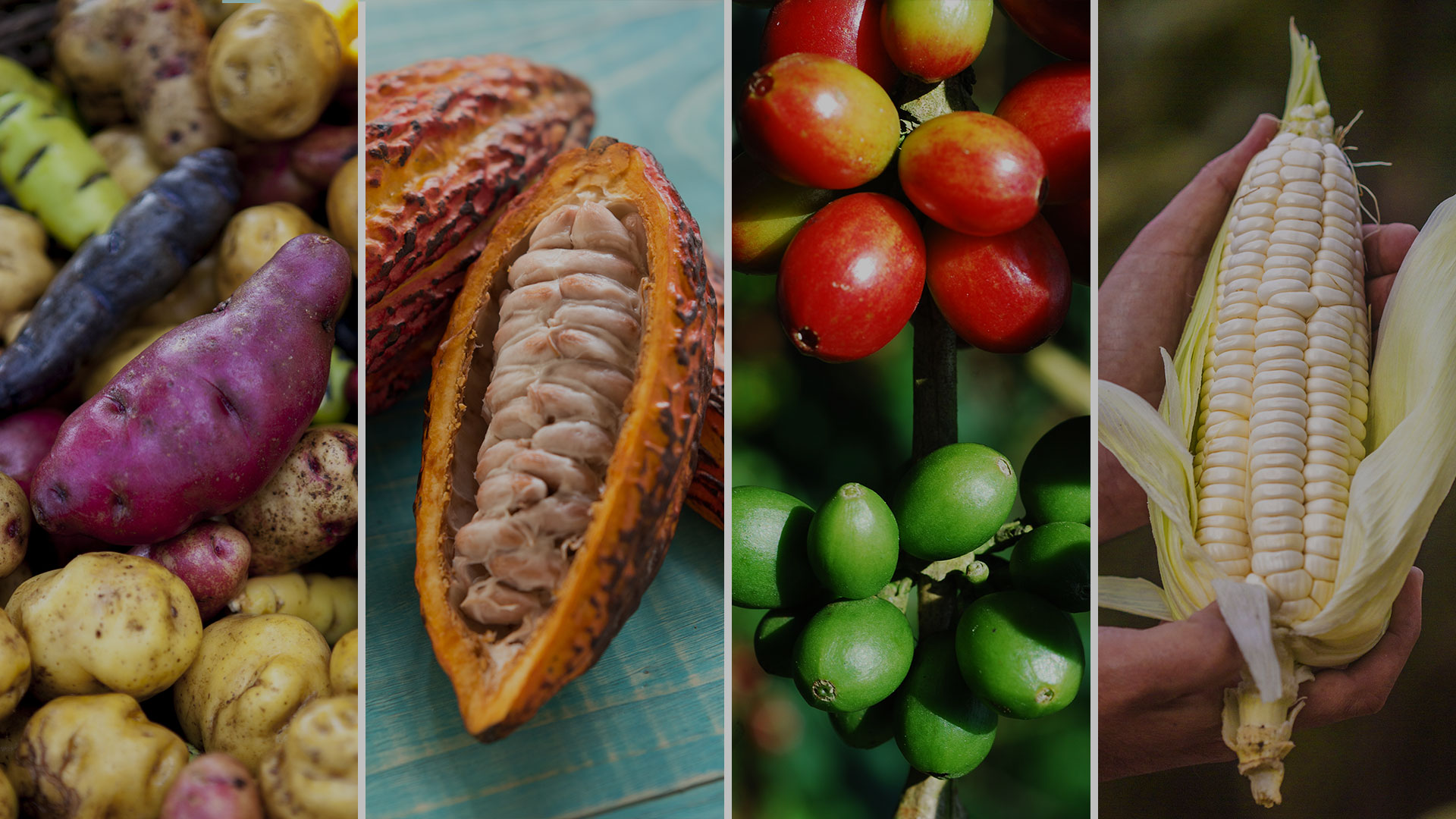 Dia do Camponês: 4 alimentos representativos do Peru