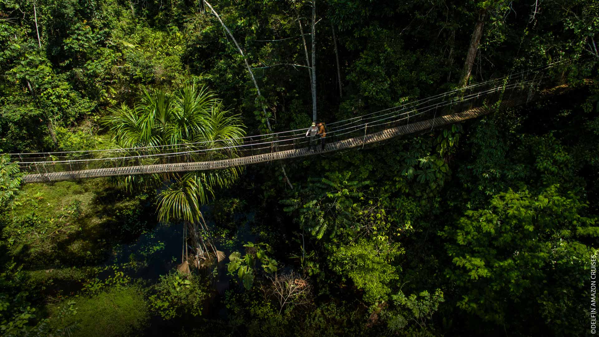 Aerial view of tourists on a canopy walkway