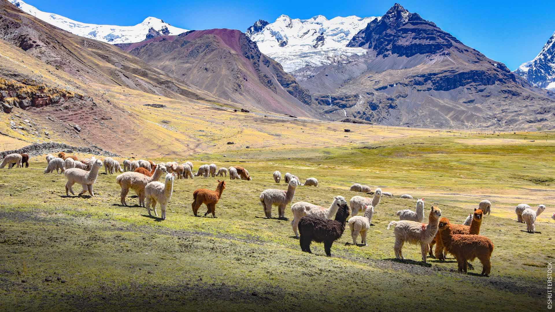 Group of alpacas and llamas in Cusco.