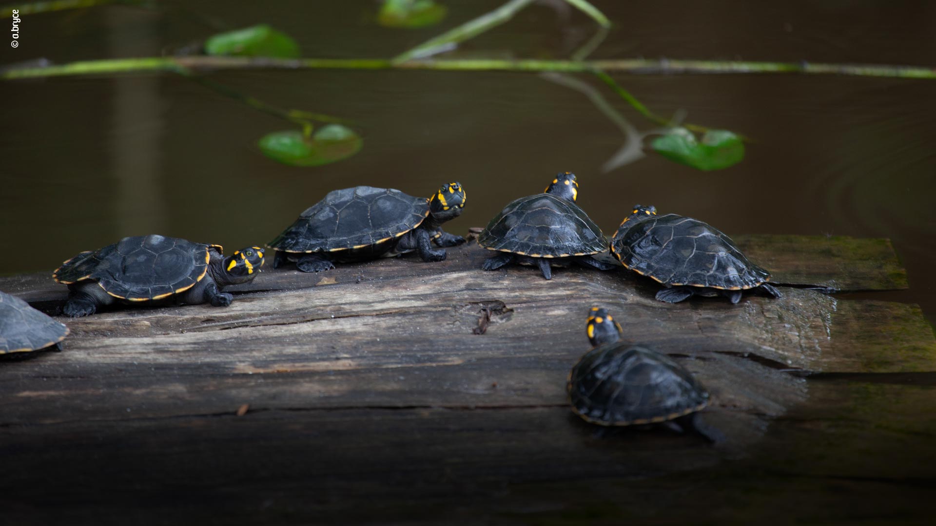 Taricaya turtles at the Quistococha Tourist Complex.