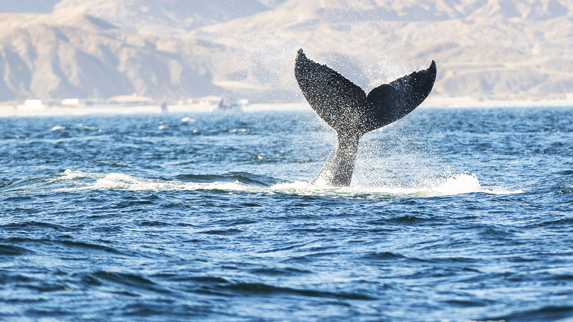 Avistamiento de ballenas en Punta Sal, Tumbes.