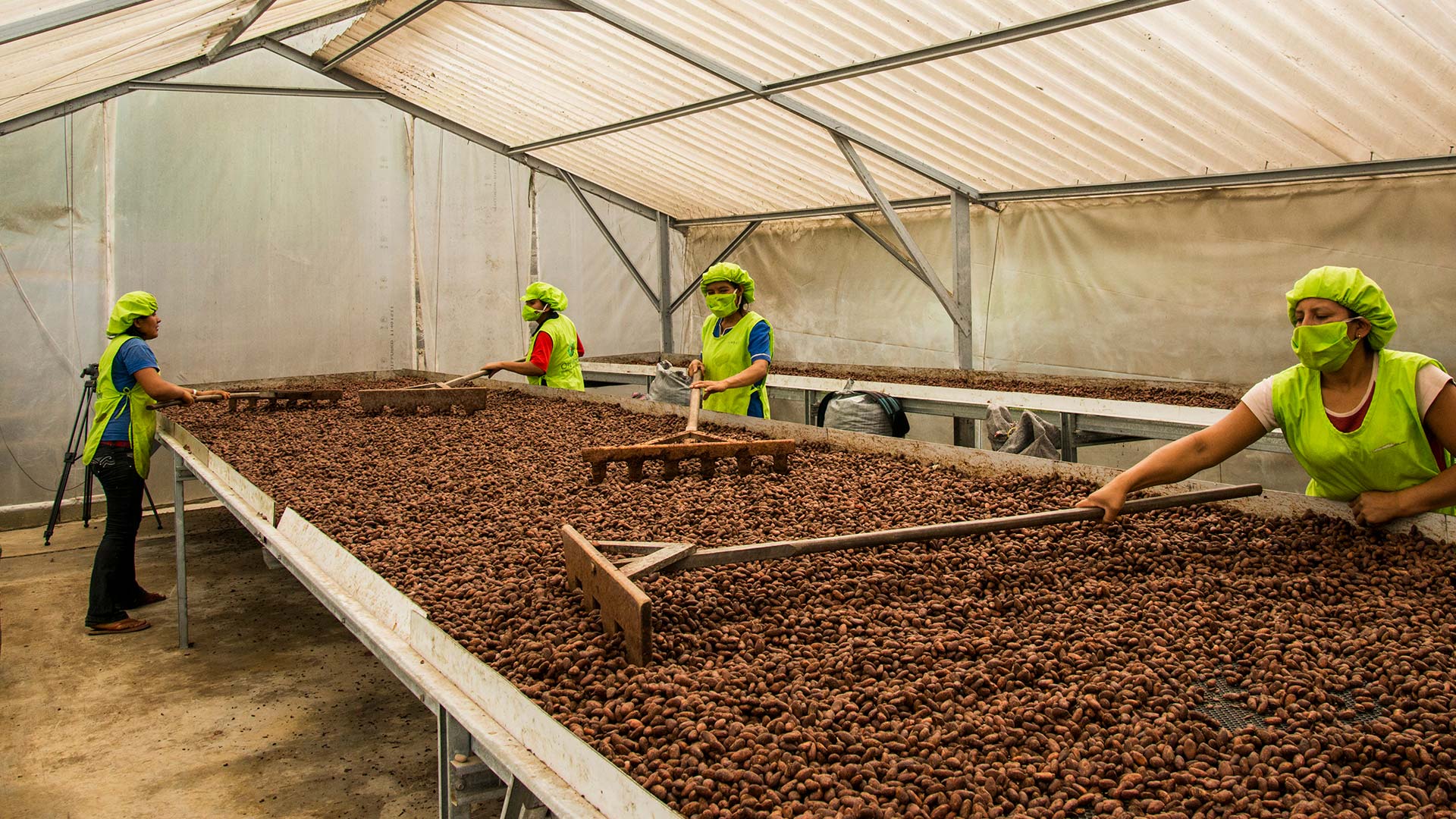 La ruta del cacao