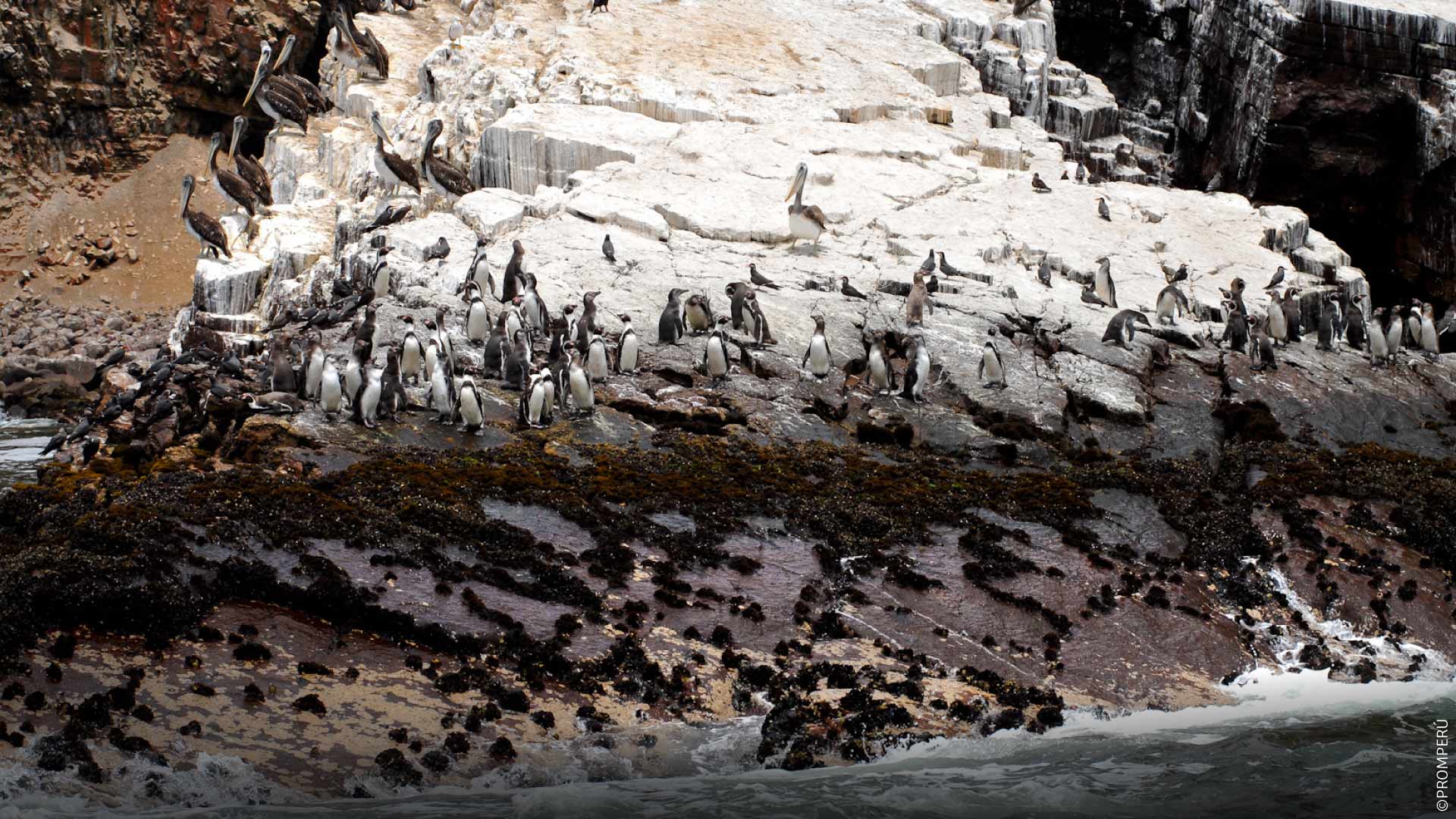 Vista a la Reserva Nacional Sistema de Islas, Islotes y Puntas Guaneras.