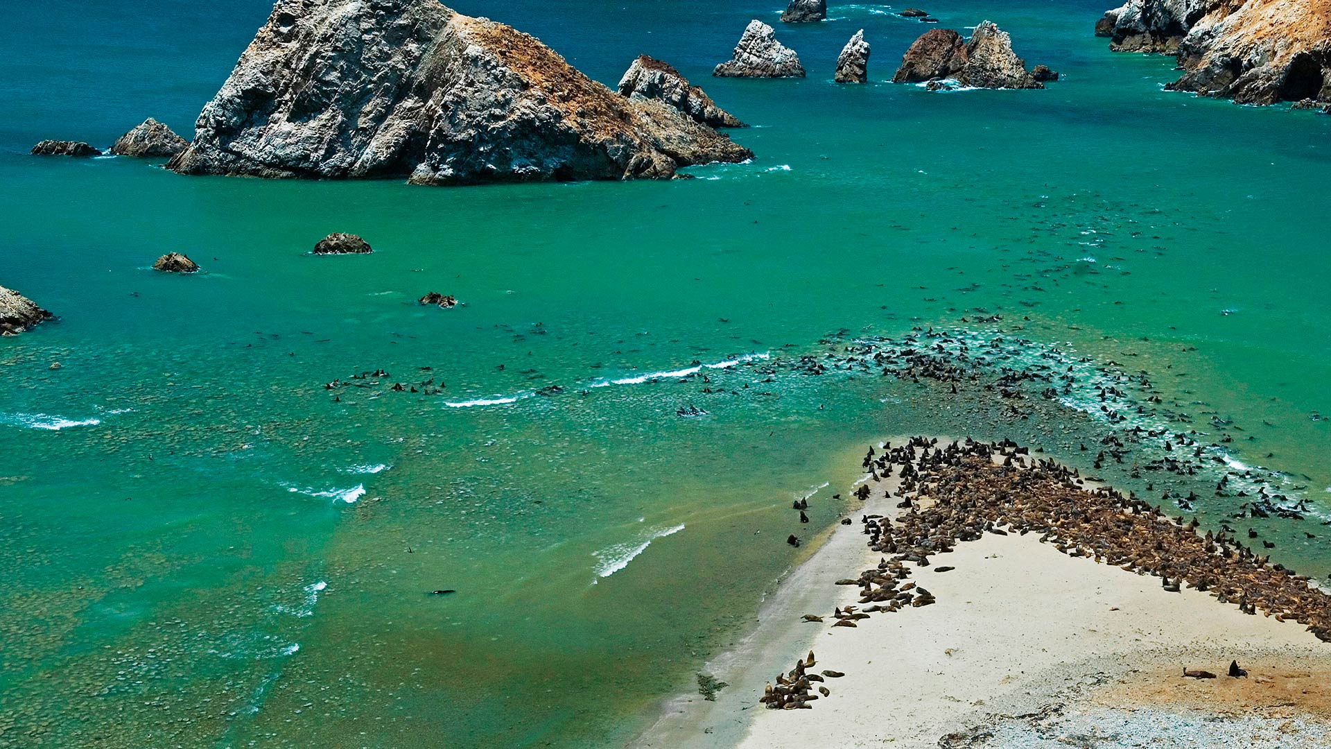 Fauna em seu habitat natural em Paracas